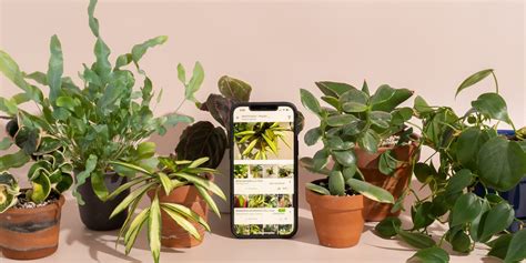 The 2 Best Plant Identification Apps .